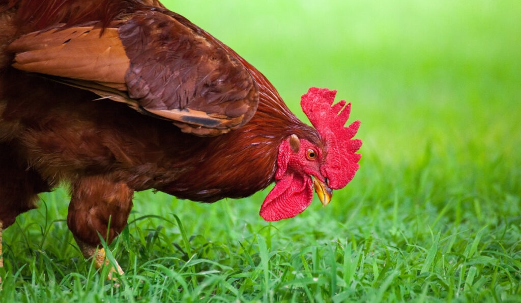 Los gallinas comen hierba? - Feria de Aves